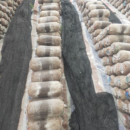 都江堰市菌棒（不含菌种）  大量出售平菇菌棒