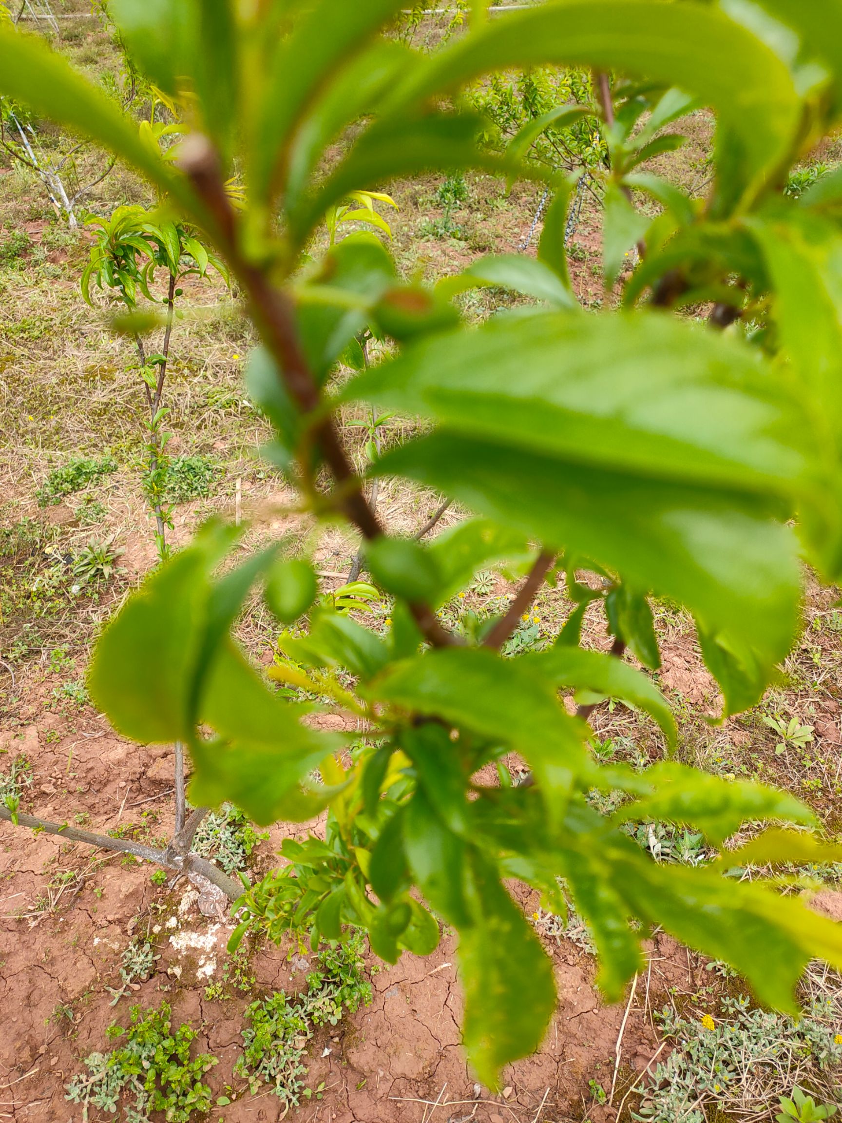  扶贫李子树，不添加农药。