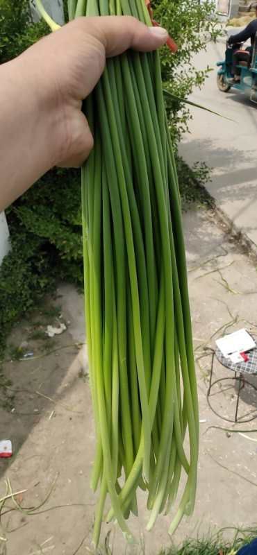 金乡县白帽蒜薹  金乡大蒜，蒜薹大量上市！
