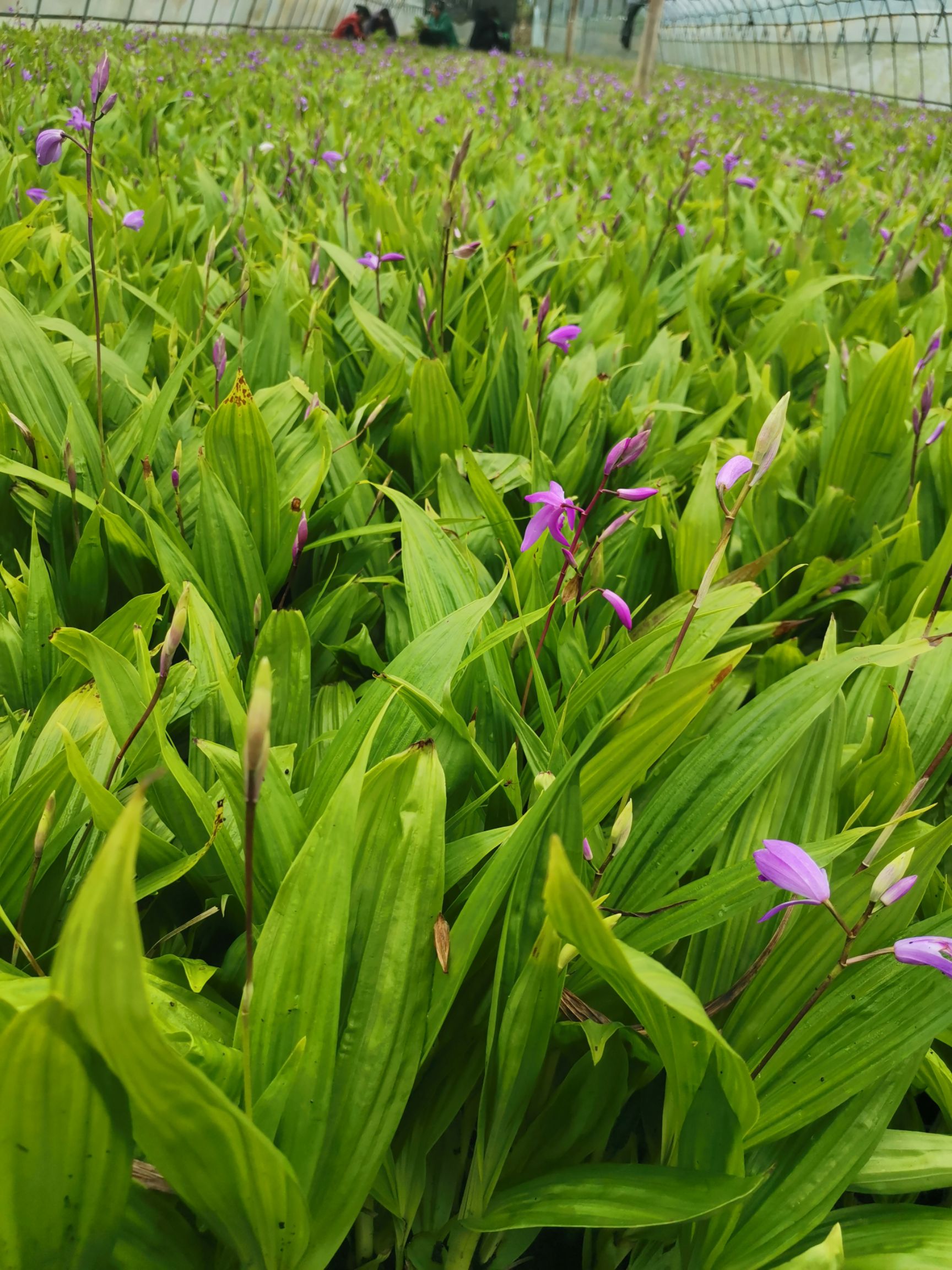  紫花三叉白芨苗