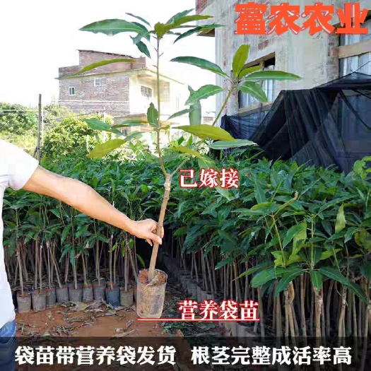 灵山县金煌芒果苗 金煌芒果两年嫁接苗 900g-1200g一个果 庭院盆栽