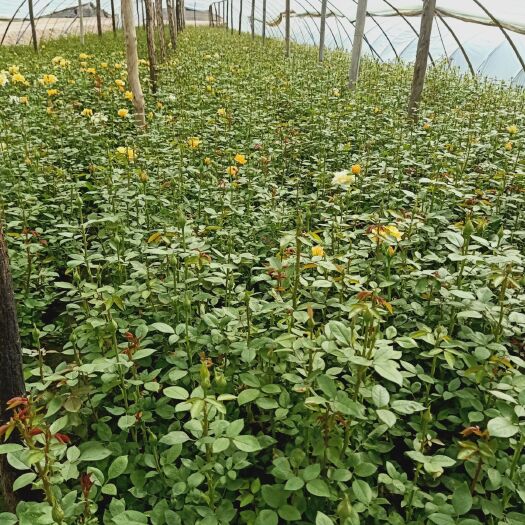 甘谷县大花月季  自家苗圃种植