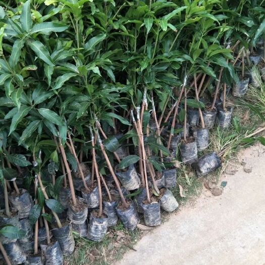 灵山县台农一号芒果苗 台农一号芒果嫁接苗