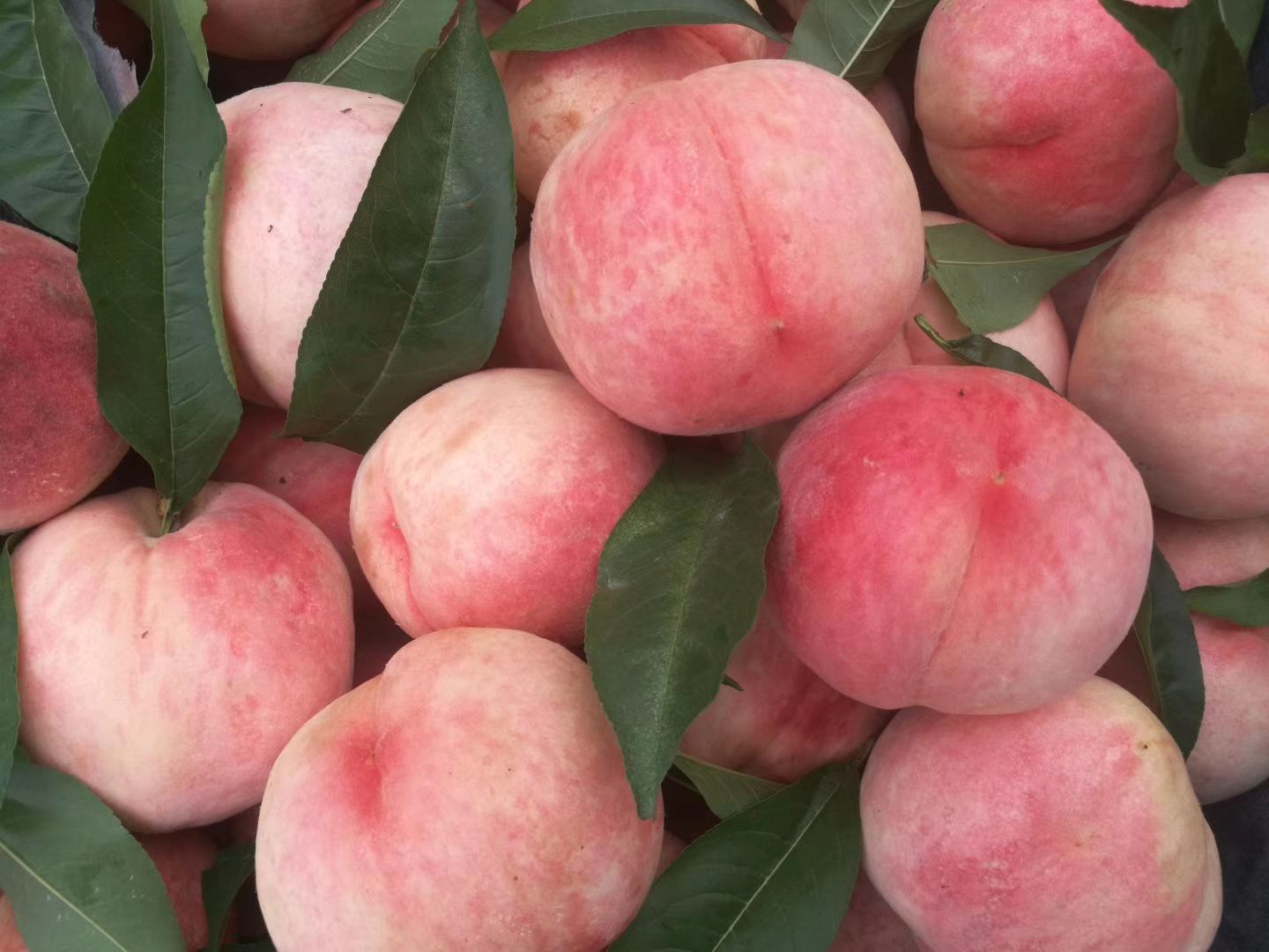 红岗山桃 大山里的桃子