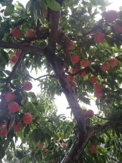 红岗山桃 大山里的桃子