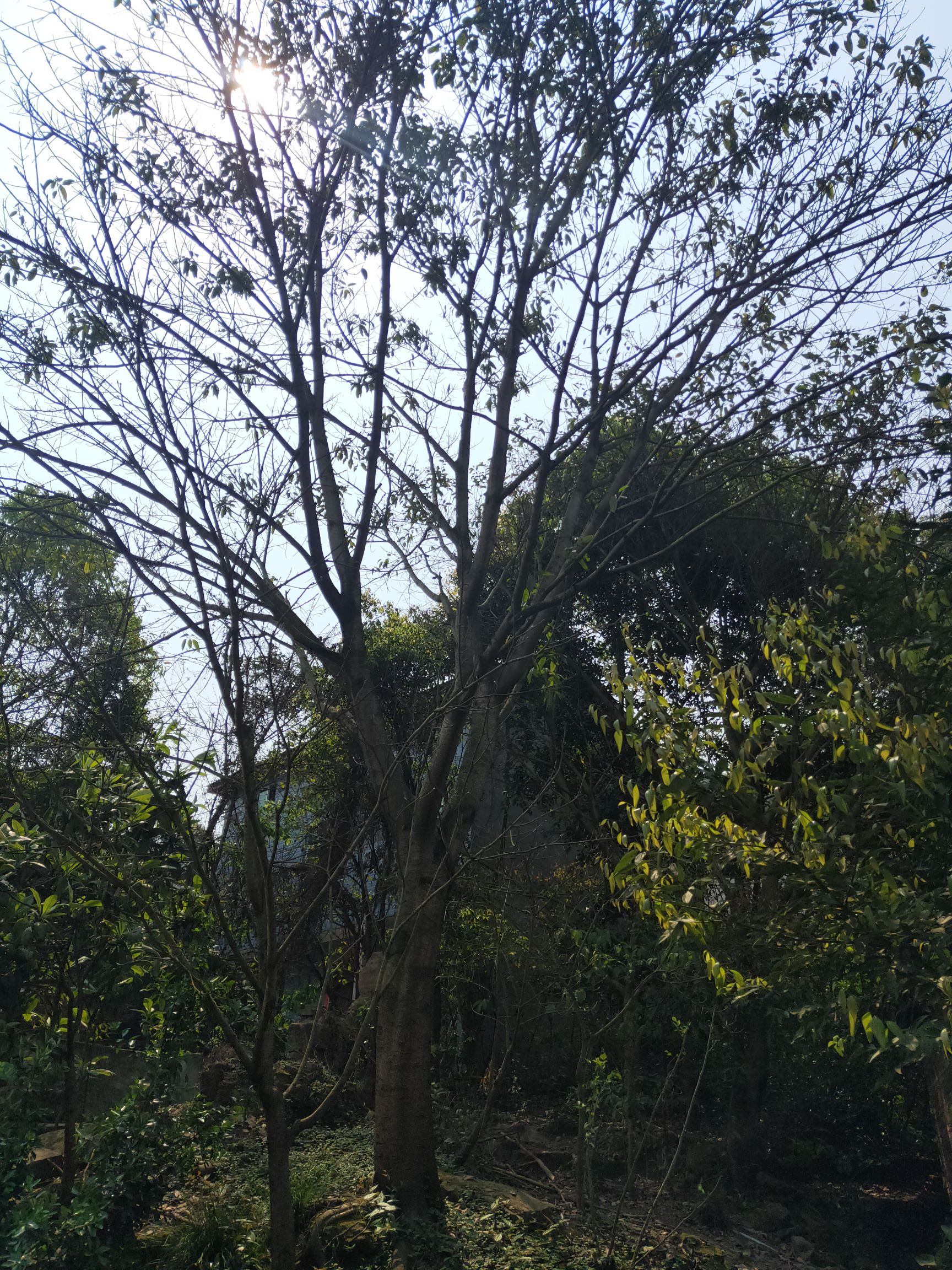 黄葛树  大叶榕   黄葛榕   3-40公分。基地直发。