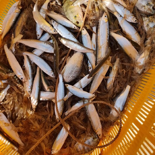 廉江市蓝刀鱼  镰刀        白肖
