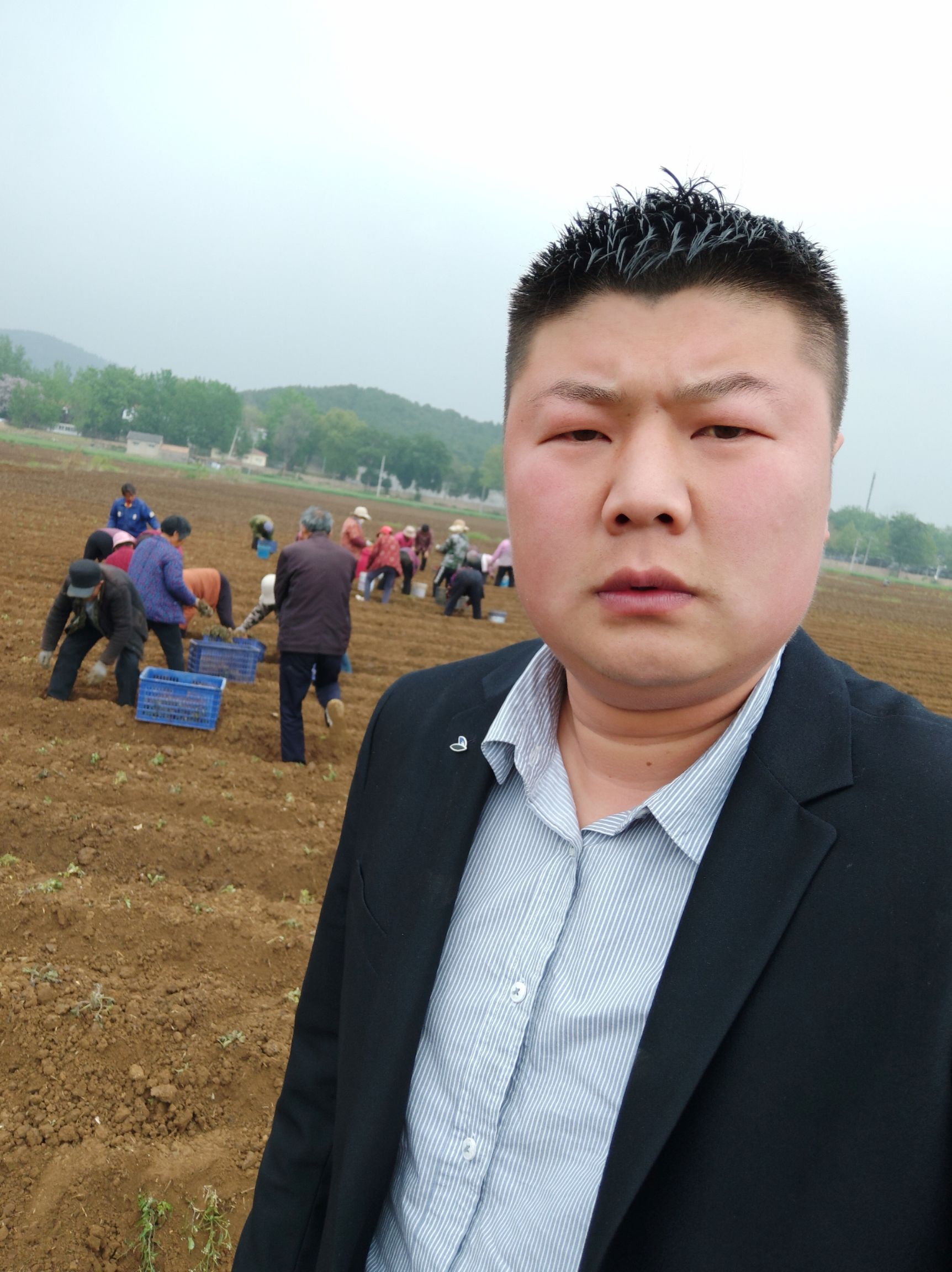  菊花苗