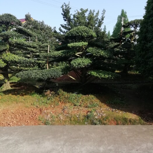 浏阳市 苗圃直销园林绿化工程桩景造型罗汉松庭院景观造型树精品罗汉松
