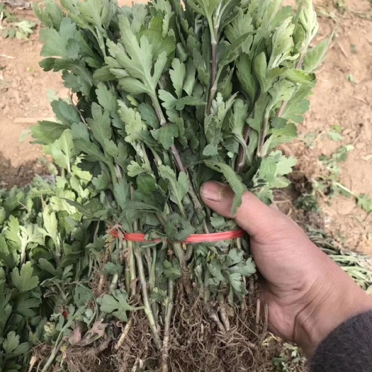 亳州 杭白菊优质杭白菊苗
