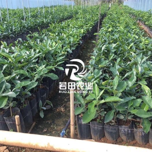南宁泰国红宝石柚苗 亩产值在8万元以上的品种！！！值得你来考察！