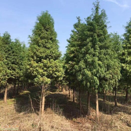 南县 中山杉 落羽杉品种优良，耐腐耐盐碱，树型优美，欢迎下