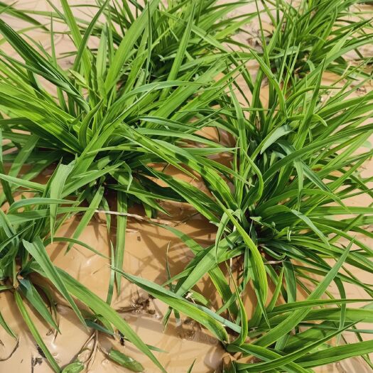 甘谷县金娃娃萱草 自家苗圃种植