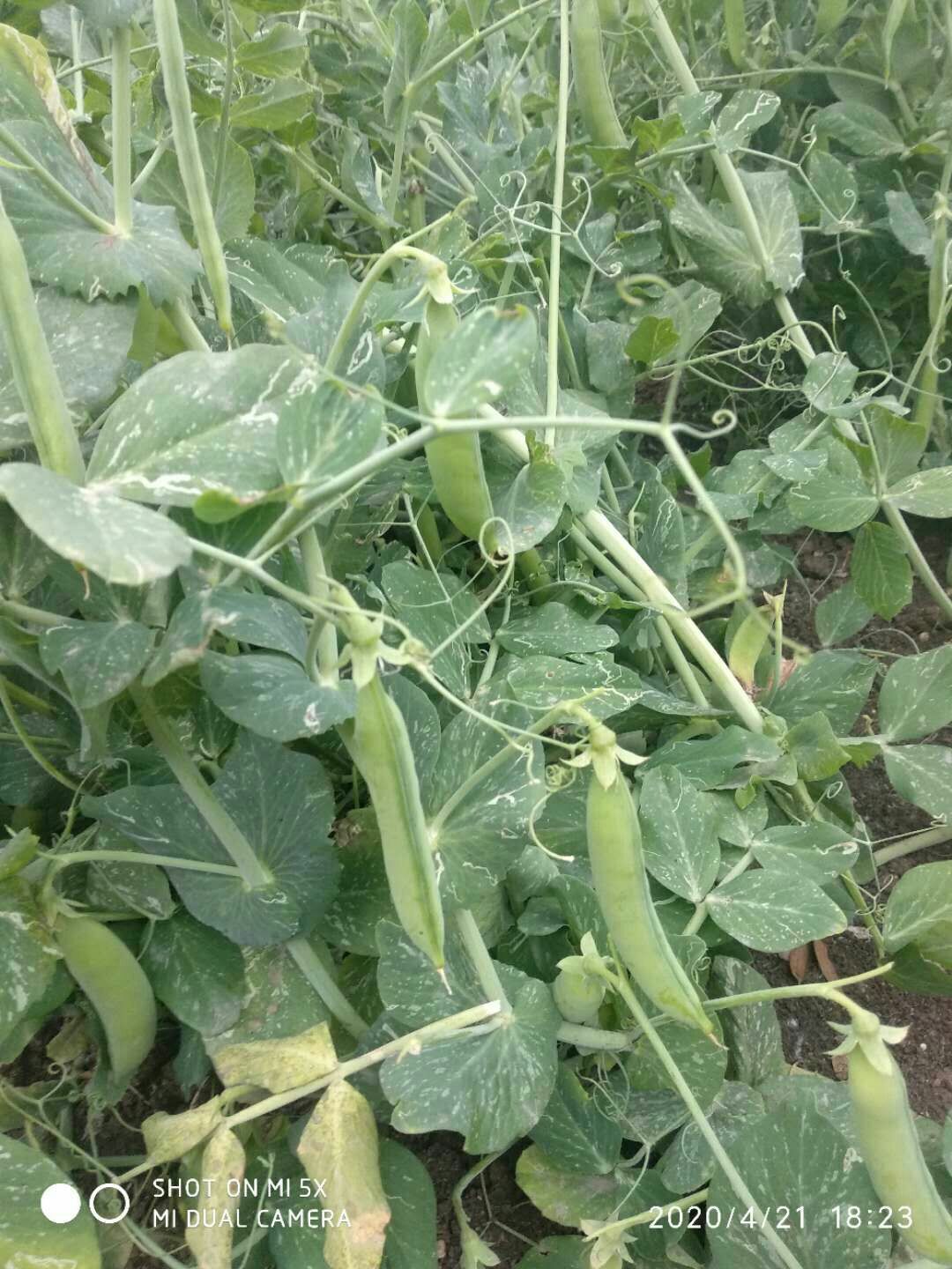  豌豆荚 青豆 豆角