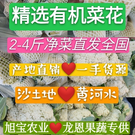 高青县2-4斤净菜✔有机菜花✔散花✔菜花✔山东高青万亩产地直销