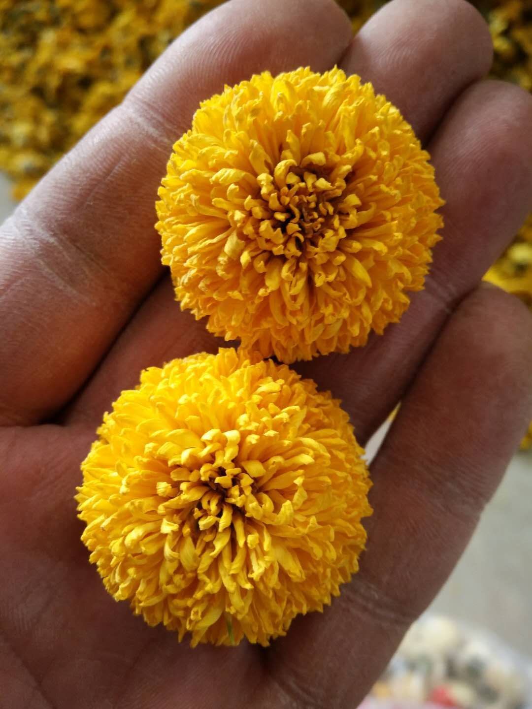  菊花苗