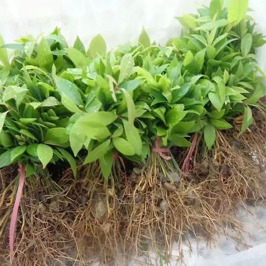雅安金丝楠苗  金丝楠木芽苗出售