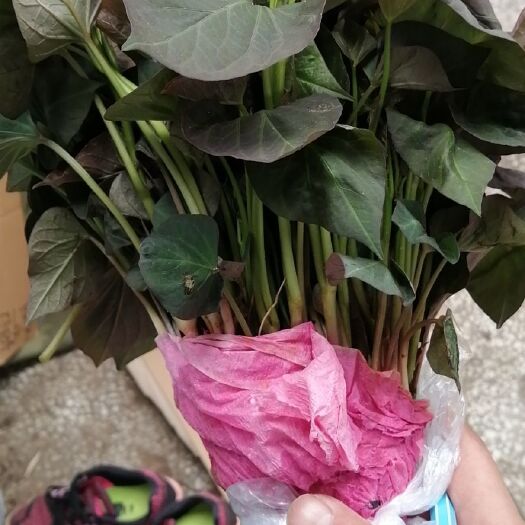 大石桥市紫薯苗 蜜薯苗，100苗起售