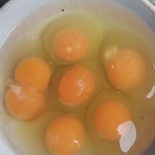 恩施市 大量鲜鸡蛋出售