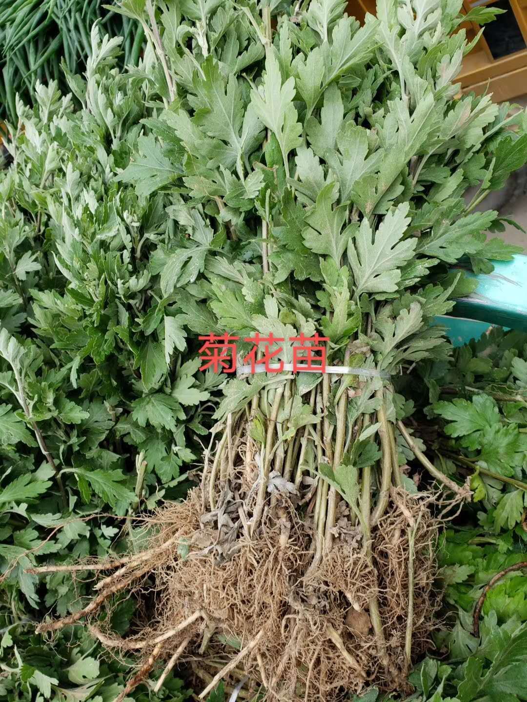  菊花苗优质菊花苗优质金丝皇菊苗