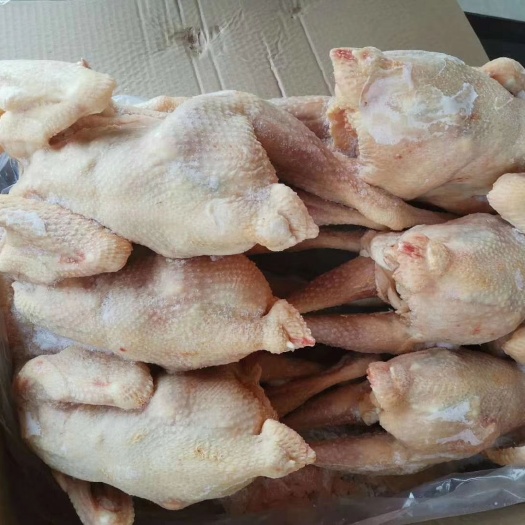 莘县白条鸡  579小公鸡白条