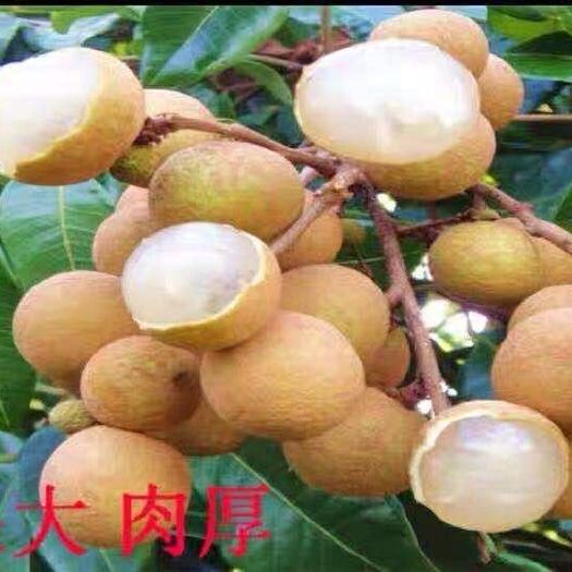 普宁市 龙眼苗 石硖龙眼四季龙眼树苗