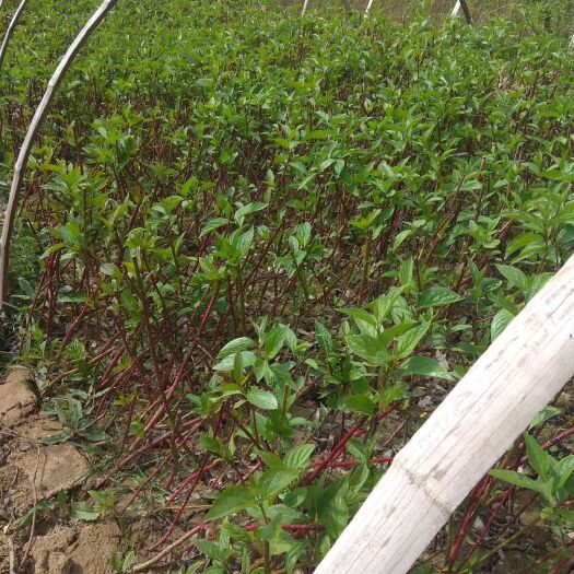 甘谷县银边红瑞木 自家苗圃种植