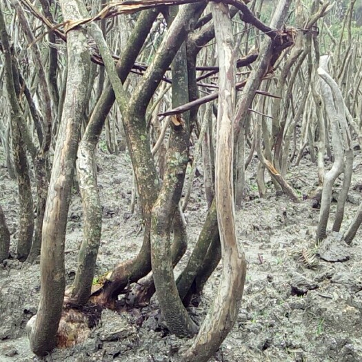 隆回县 出售各种规格映山红