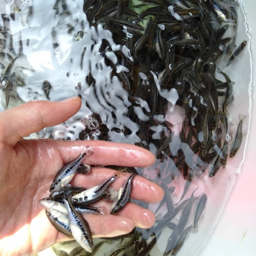 三台县 鲈鱼，皮毛好，成活率高，