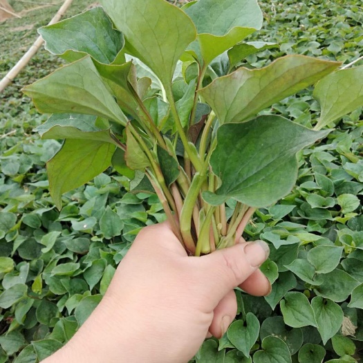 绵阳 折耳根叶子鱼腥草尖尖【农家量大】