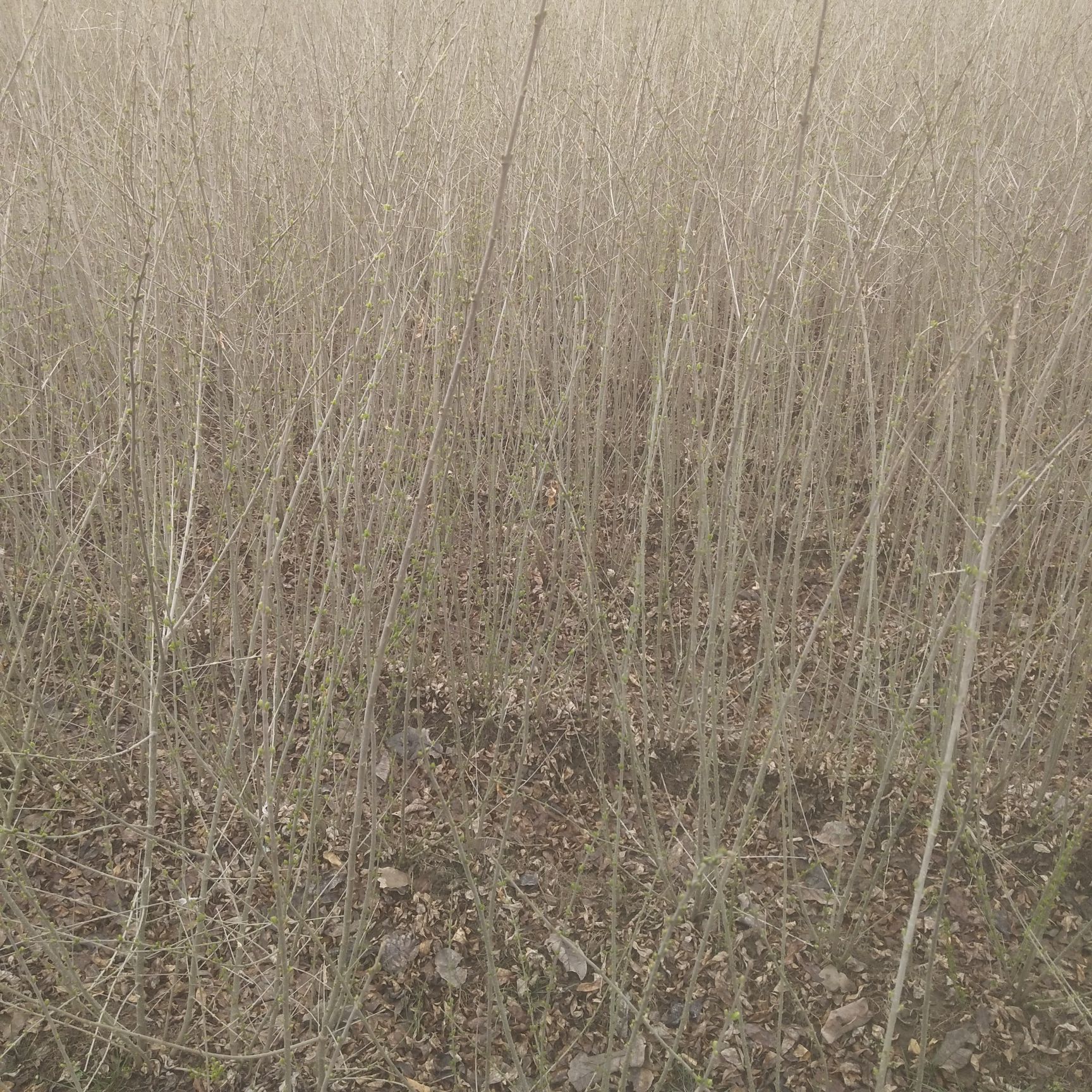 青叶水腊  水腊堆水腊苗 绿篱魔纹 开原市智豪苗圃