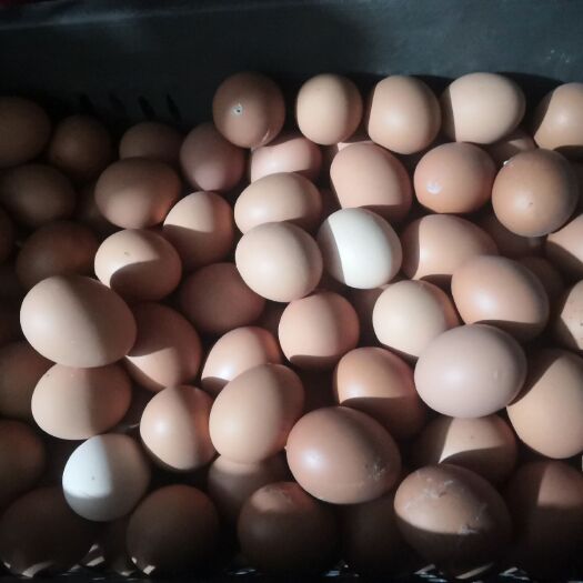 蚌埠 鲜鸡蛋，品种蛋每天更新报价