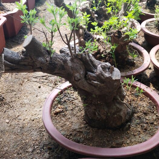 昌黎县根雕  黄荆根基地