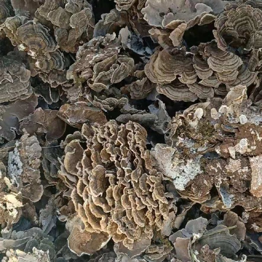 桦甸市木灵芝  东北长白山花盖灵芝