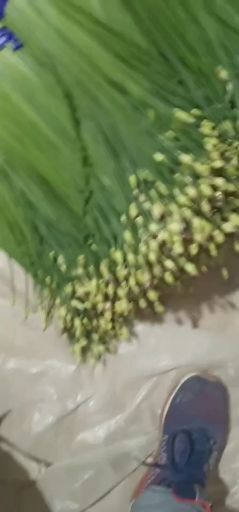寿光市韭苔 头茬