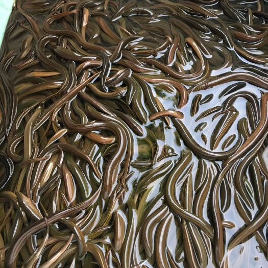 永善县 黄鳝苗提供技术指导，送货上门货到付款，