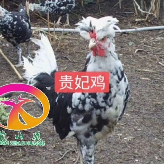 广州 贵妃鸡苗