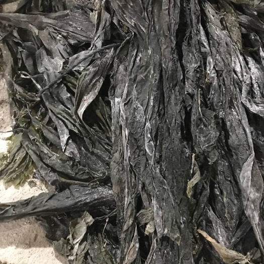 霞浦县霞浦海带挂晒干海带，5斤装