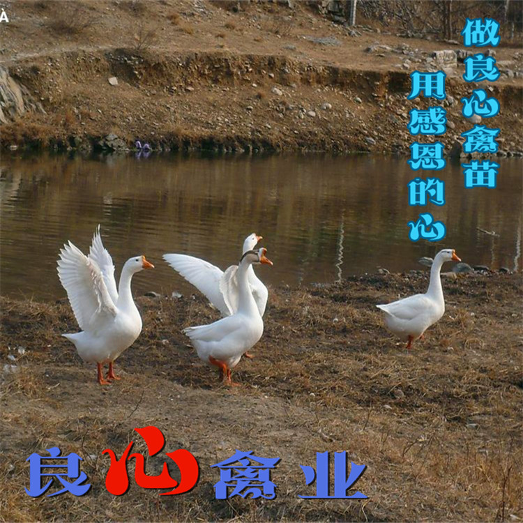 衡阳白鹅苗基地直卖湖南白鹅苗草鹅苗大白鹅苗另有灰鹅苗麻鹅苗包运输