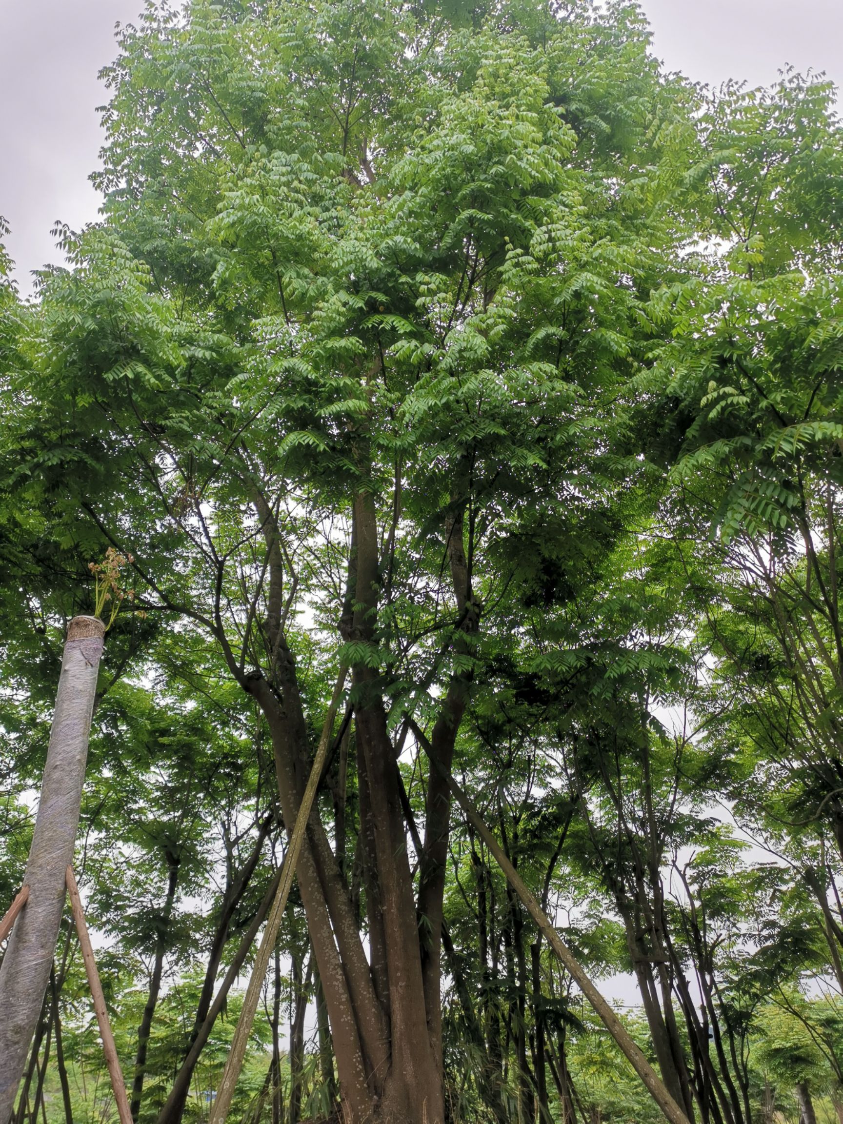 [黃山欒樹]已上新,機不可失,失不再來,各位老闆快來砸單吧!