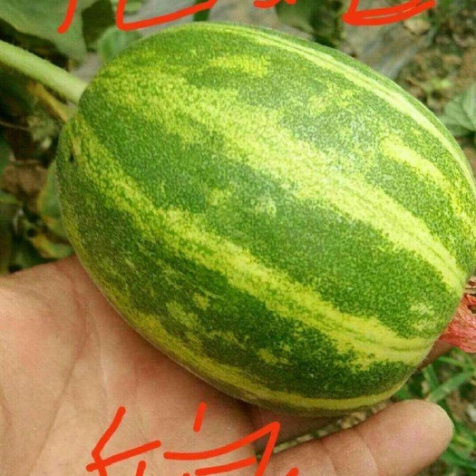 大荔县花蕾甜瓜  大荔县和蒲城县大棚甜瓜火热预售中(代发、代办)