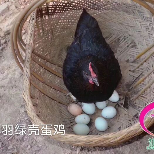 广州绿壳鸡苗 黑羽绿壳蛋鸡
