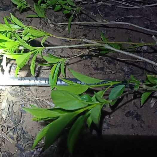 东北连翘苗  自家苗圃种植