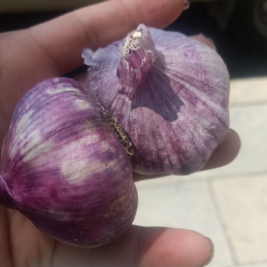 大方县紫皮大蒜 混级统货
