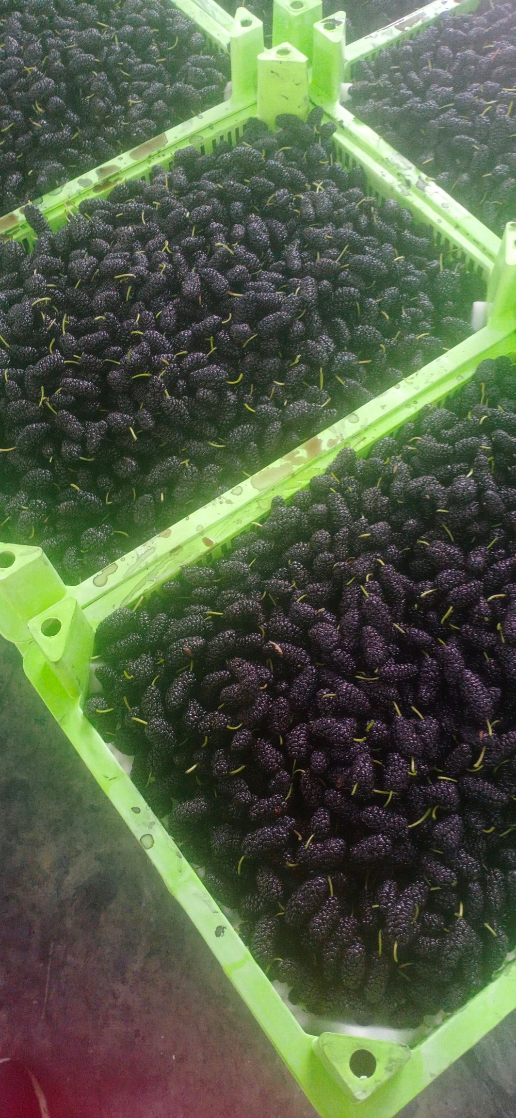  鲜桑葚