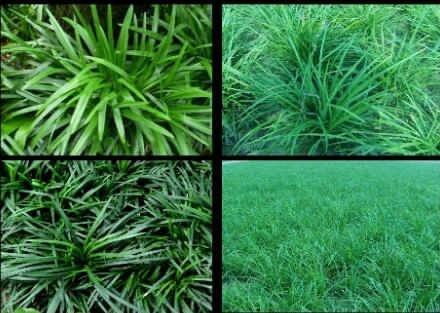 曹县麦冬草  精品麦冬苗、、丹麦草量大从优，诚信合作联系！
