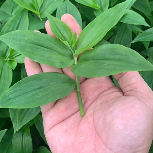 永州石斛苗，石斛菜