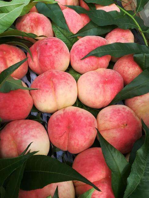 红岗山桃 大山里的桃子