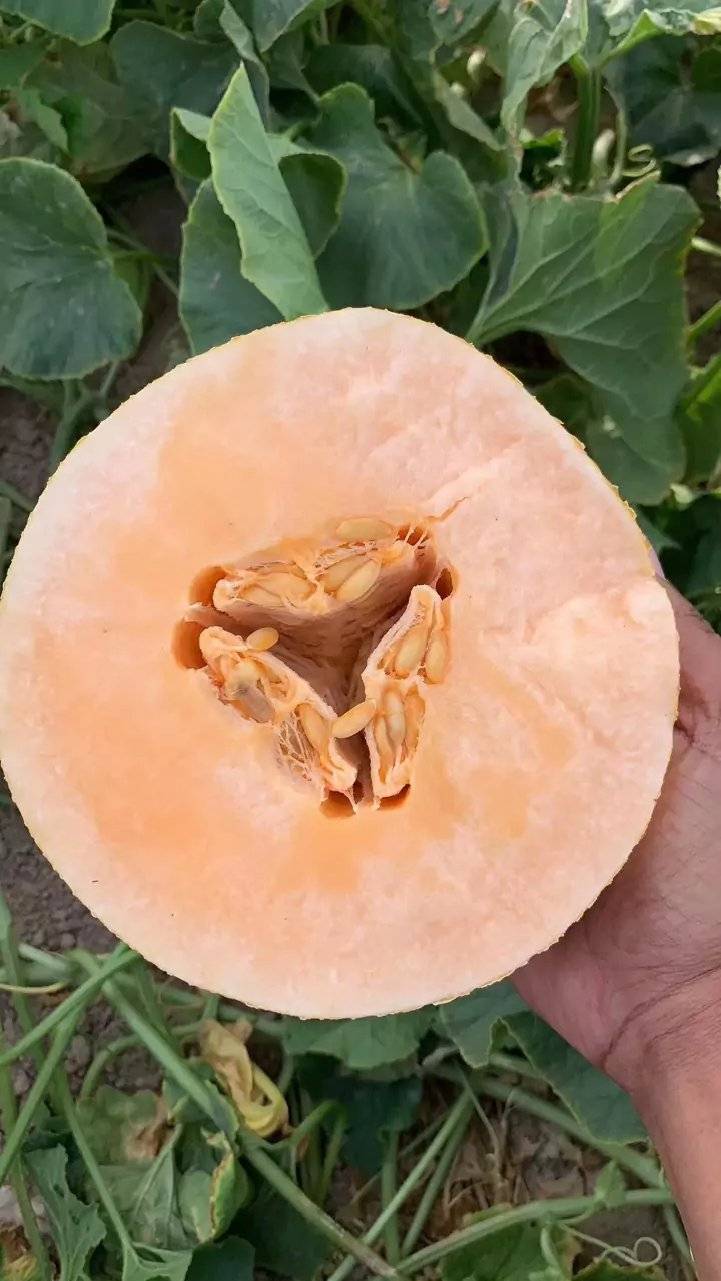 东方蜜1号 东方蜜一号，大量现货，河南滑县正宗产地，长期供应，合作愉快，