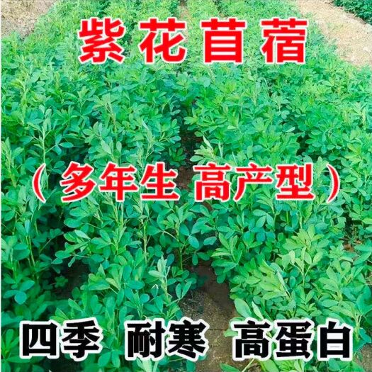 沭阳县 紫花苜蓿种子一斤牧草种子